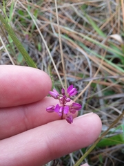 Polygala crenata