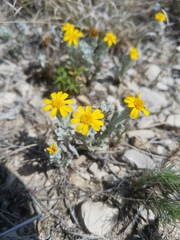 Thymophylla micropoides