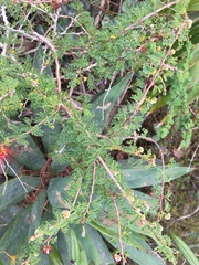 Calliandra haematomma