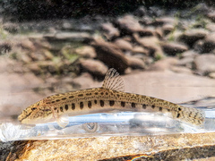 Italian Spined Loach photo 4