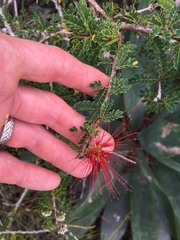 Calliandra haematomma