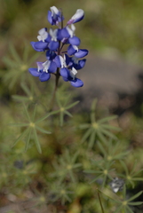 Lupinus bicolor