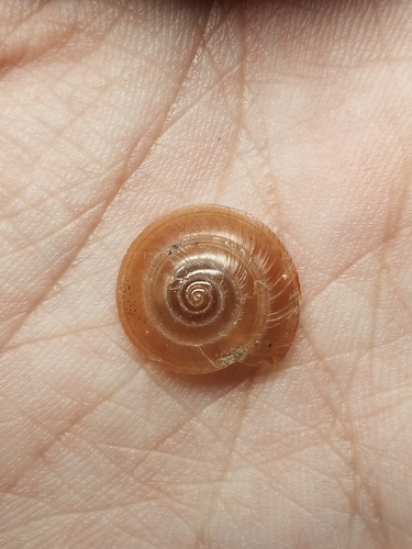Trochomorpha haenseli, 2024-01-06