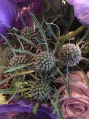 Eryngium amethystinum