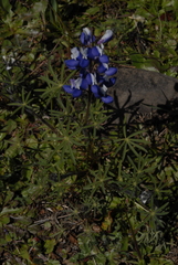 Lupinus bicolor