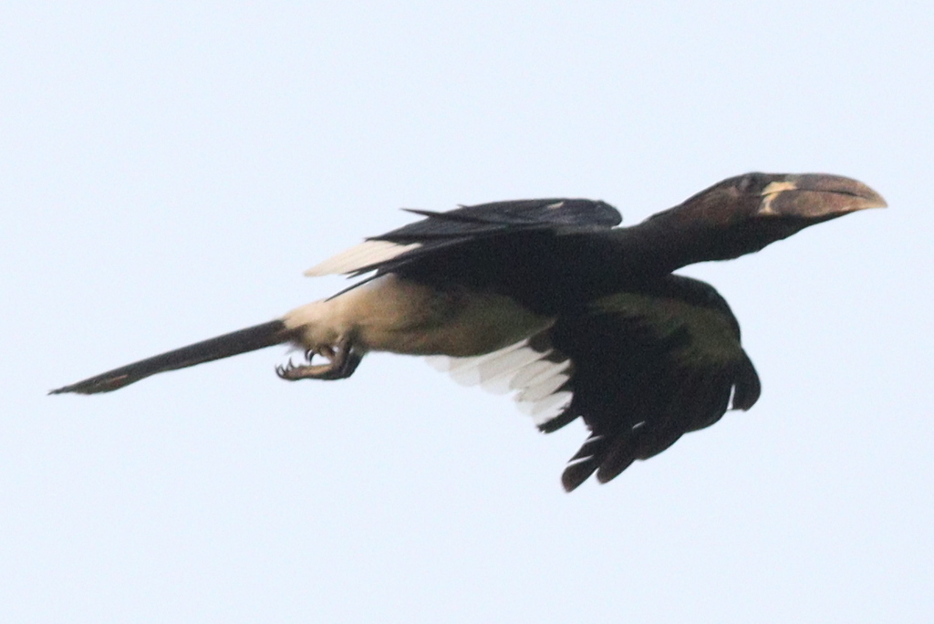 Piping Hornbill photo