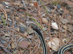 Thamnophis proximus proximus
