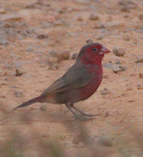 Bar-breasted Firefinch (Lagonosticta rufopicta), photo 8