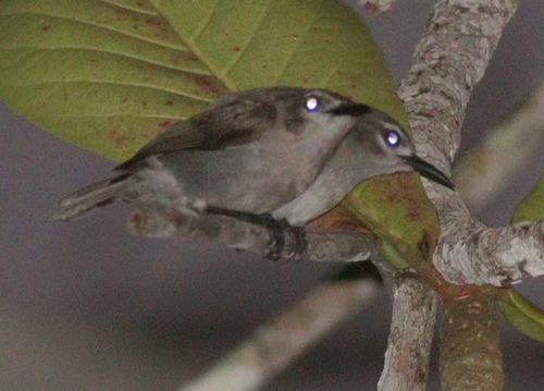 Mangrove Sunbird (Anthreptes gabonicus), photo 5