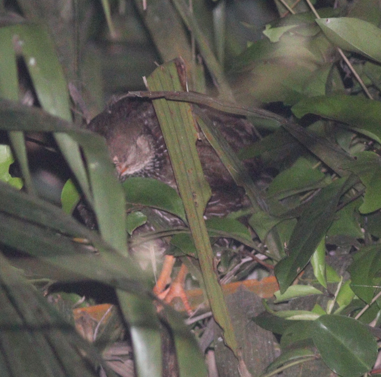 Ahanta Spurfowl (Pternistis ahantensis), photo 1