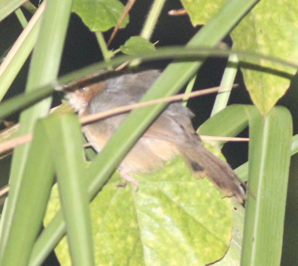 Red-faced Cisticola (Cisticola erythrops)