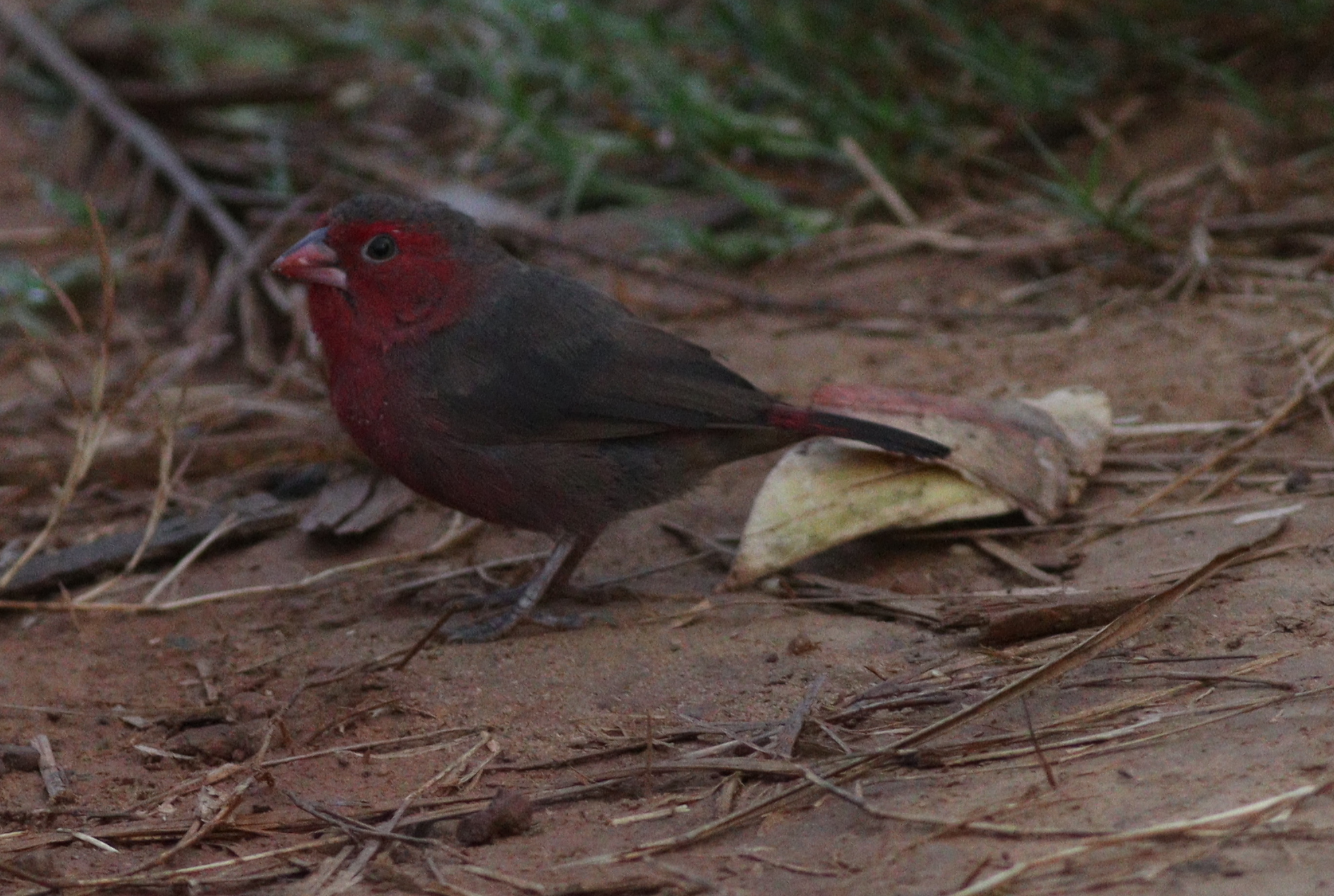 Bar-breasted Firefinch (Lagonosticta rufopicta), photo 3