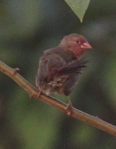 Bar-breasted Firefinch (Lagonosticta rufopicta), photo 2