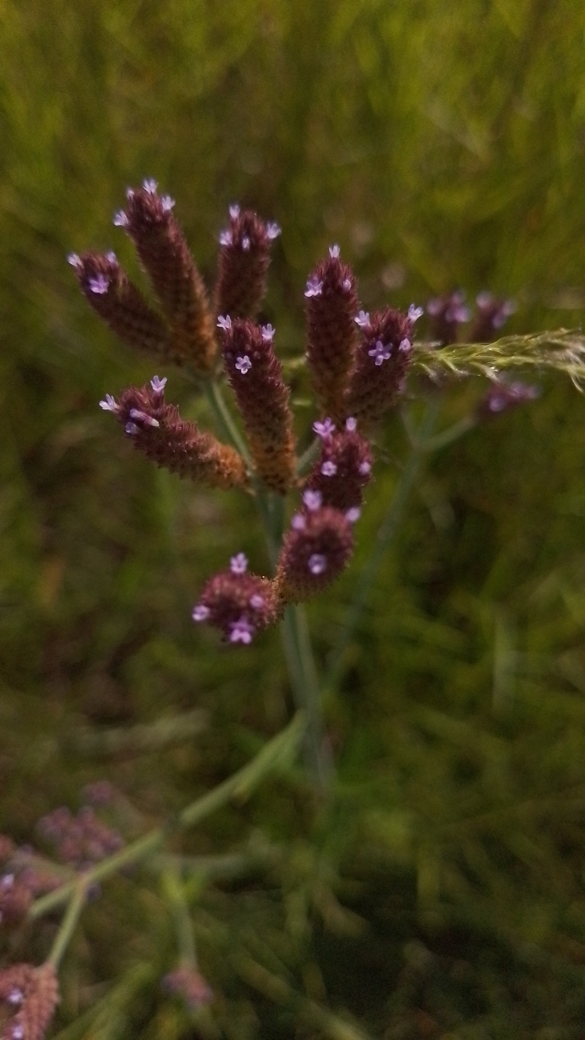 Verbena bonariensis
