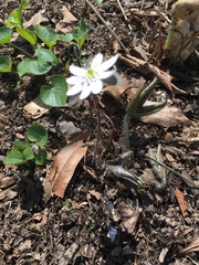Hepatica acutiloba