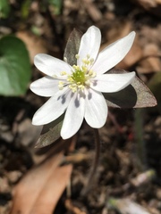 Hepatica acutiloba