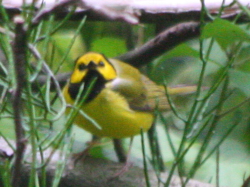 Setophaga citrina