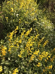 Baptisia sphaerocarpa