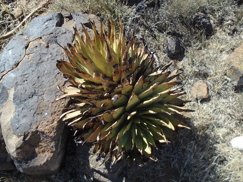 Aloe broomii, photograph 6