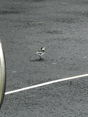 Motacilla alba