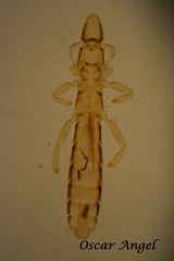Columbicola columbae