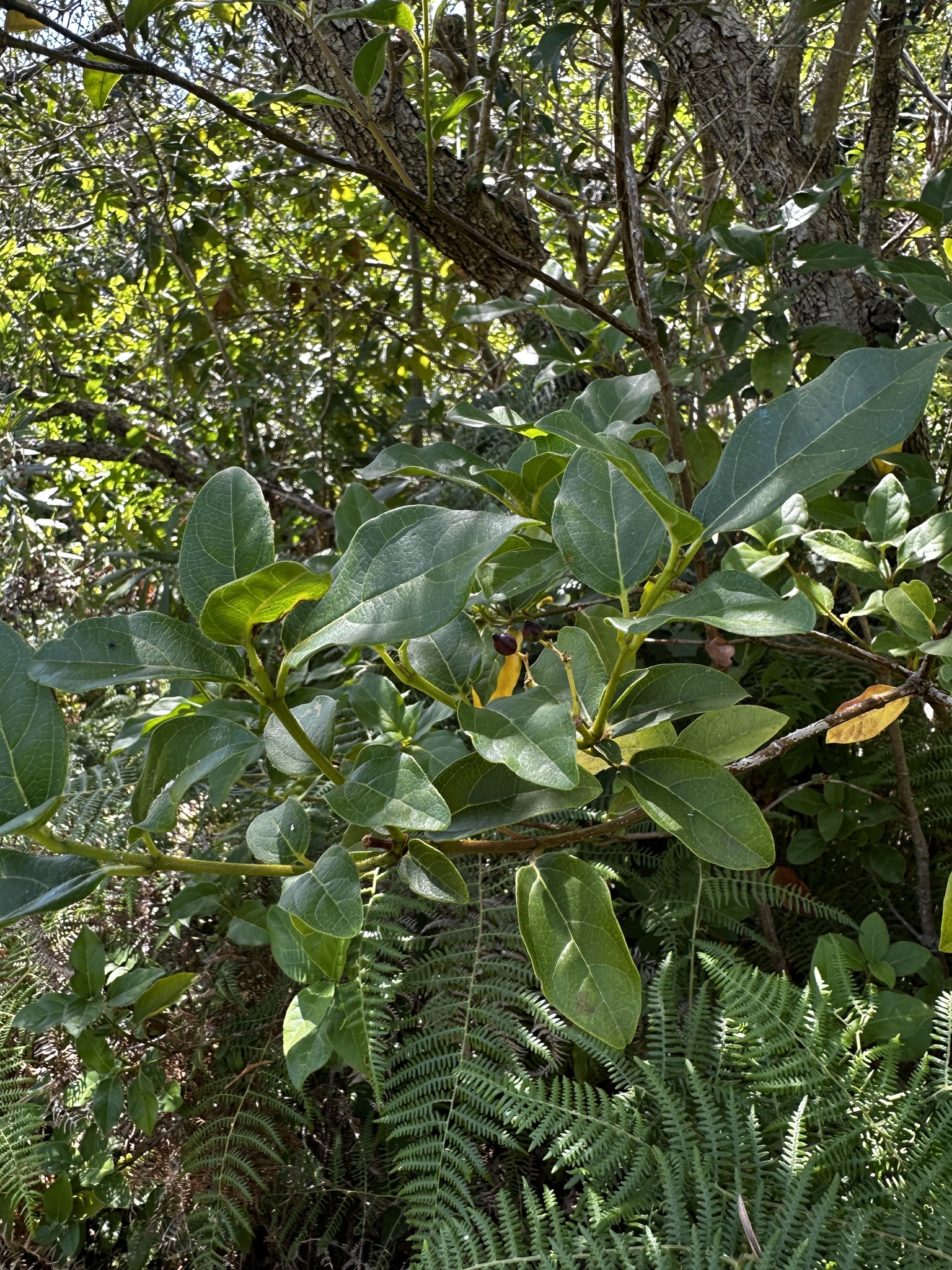 Imagem de Laurustinus