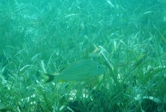 Haemulon carbonarium