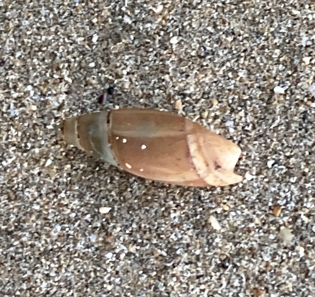 volute-shaped olive