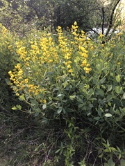 Baptisia sphaerocarpa