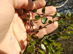 Muehlenbeckia complexa complexa