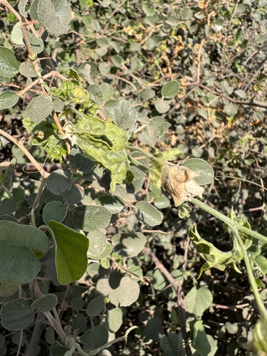 Foto de Melão de são Caetano