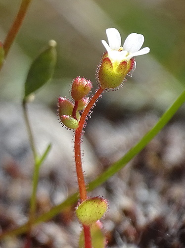 Rue-leaved Saxifrage