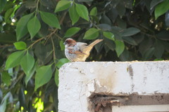 Passer domesticus