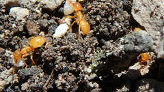 Lasius interjectus