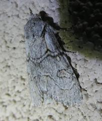 Acronicta tota