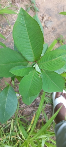 Foto de Bico-de-papagaio