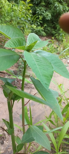 Foto de Bico-de-papagaio