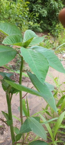 Bico-de-papagaio