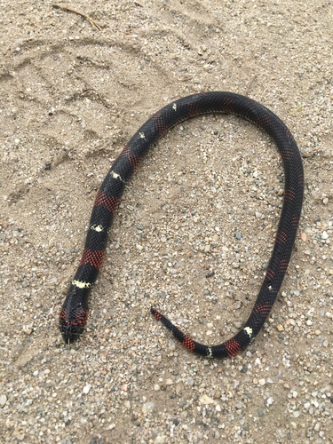 Ringed Hognose Snake