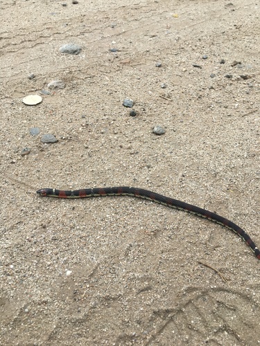 Ringed Hognose Snake