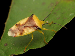 Elasmostethus atricornis