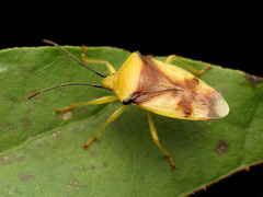 Elasmostethus atricornis