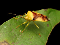 Elasmostethus atricornis