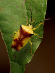 Elasmostethus atricornis