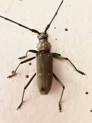 Susuacanga stigmatica