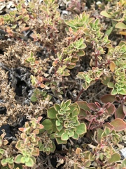 Aizoon pubescens