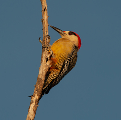 Melanerpes superciliaris