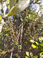 Muehlenbeckia complexa complexa