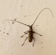 Susuacanga stigmatica