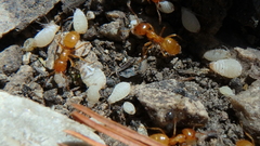 Lasius interjectus